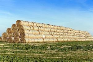 stack of straw in the field photo