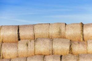 stack of straw in the field photo