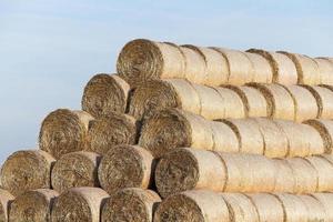 stack of straw in the field photo