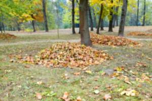 autumn in the park photo