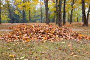 autumn in the park photo