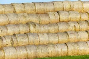 stack of straw in the field photo
