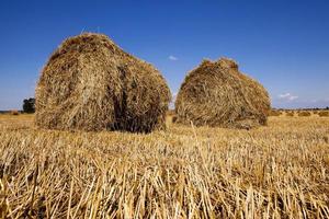 stack of straw in the field photo