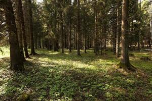 trees in spring photo