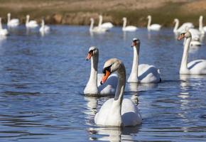 floating on the water a group of white Swan photo