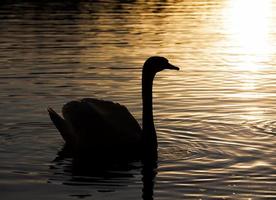 primavera en el lago con un cisne solitario foto