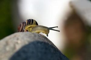 common wild snail crawling on rocks and illuminated by sunlight photo