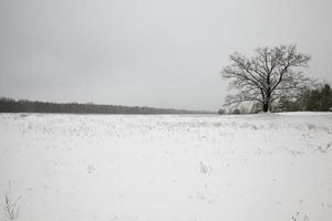 one lone tree growing in a desert area photo