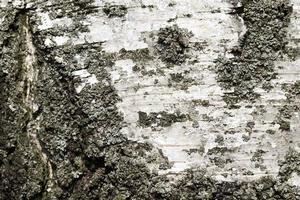 black and white birch bark close up photo