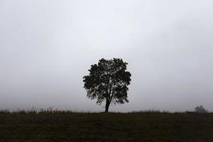 un árbol solitario que crece en una zona desértica foto