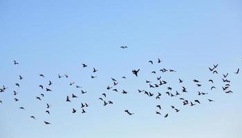 pájaros volando en el cielo foto