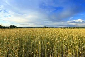 unripe green grass photo