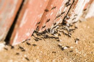 ants crawling on the sand in the summer photo