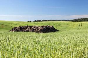 Field with cereal photo