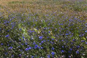 blue corn flower photo