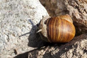 grape snail crawling on its territory, close up photo