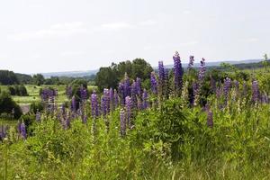 blue lupine flowers growing on an elevated hill photo