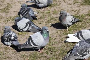 hungry pigeons living in the city, close up photo