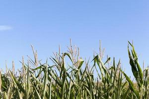 Field with corn photo