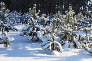 fir-tree in the winter photo