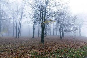 park in autumn photo