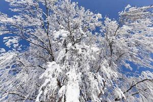 árboles de hoja caduca en invierno foto