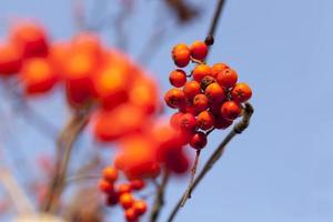 red rowan berries photo