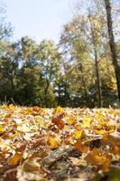 fallen leaves in autumn photo