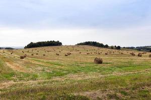 stack of straw in the field photo