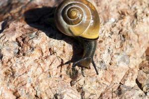 grape snail crawling on its territory photo