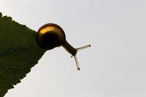 grape snail crawling on its territory photo