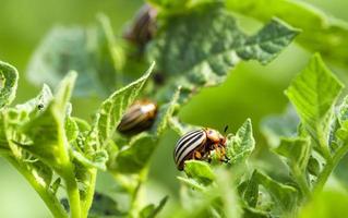 Colorado potato beetle in the field photo