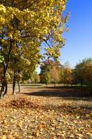 autumn in the park photo