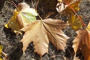 yellowing leaves on the trees photo