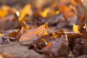 yellowing leaves on the trees photo