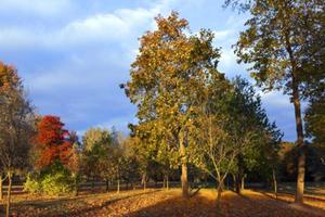 autumn in the park photo