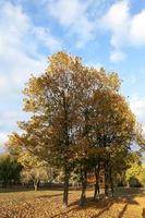 yellowing leaves on the trees photo