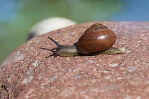 grape snail crawling on its territory photo