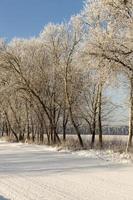 winter season with snow in the park or forest photo