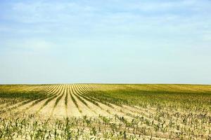 Corn field, summer photo