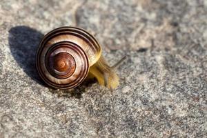 grape snail crawling on its territory photo