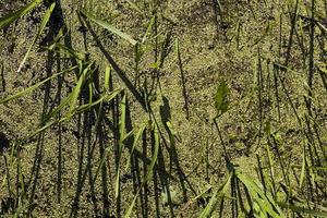 green grass in summer photo