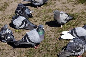 hungry pigeons living in the city photo