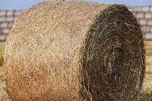 stack of straw in the field photo