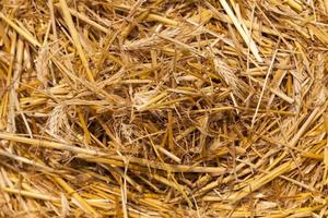 stack of straw in the field photo