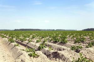 papas en el campo foto