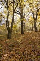 forest autumn season photo