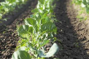 Field with cabbage photo