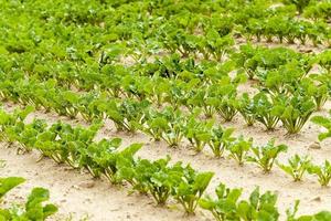 Field with sugar beet photo