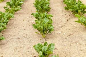 Field with sugar beet photo